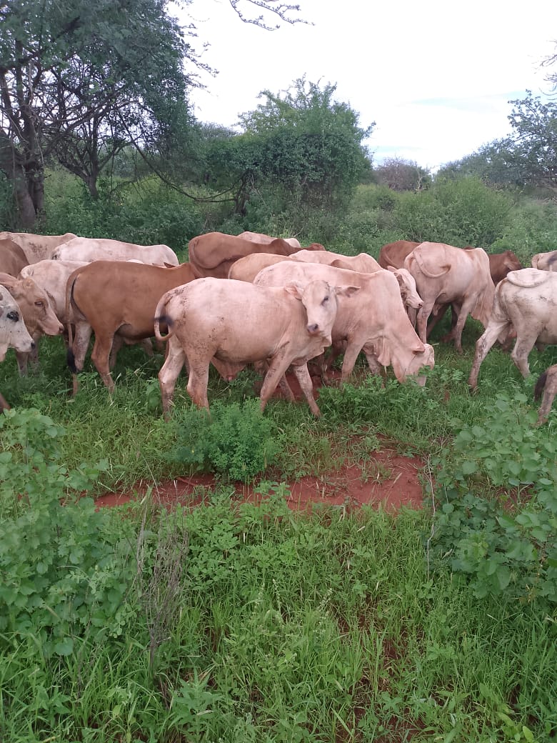 Calves in a Traditional Boma
