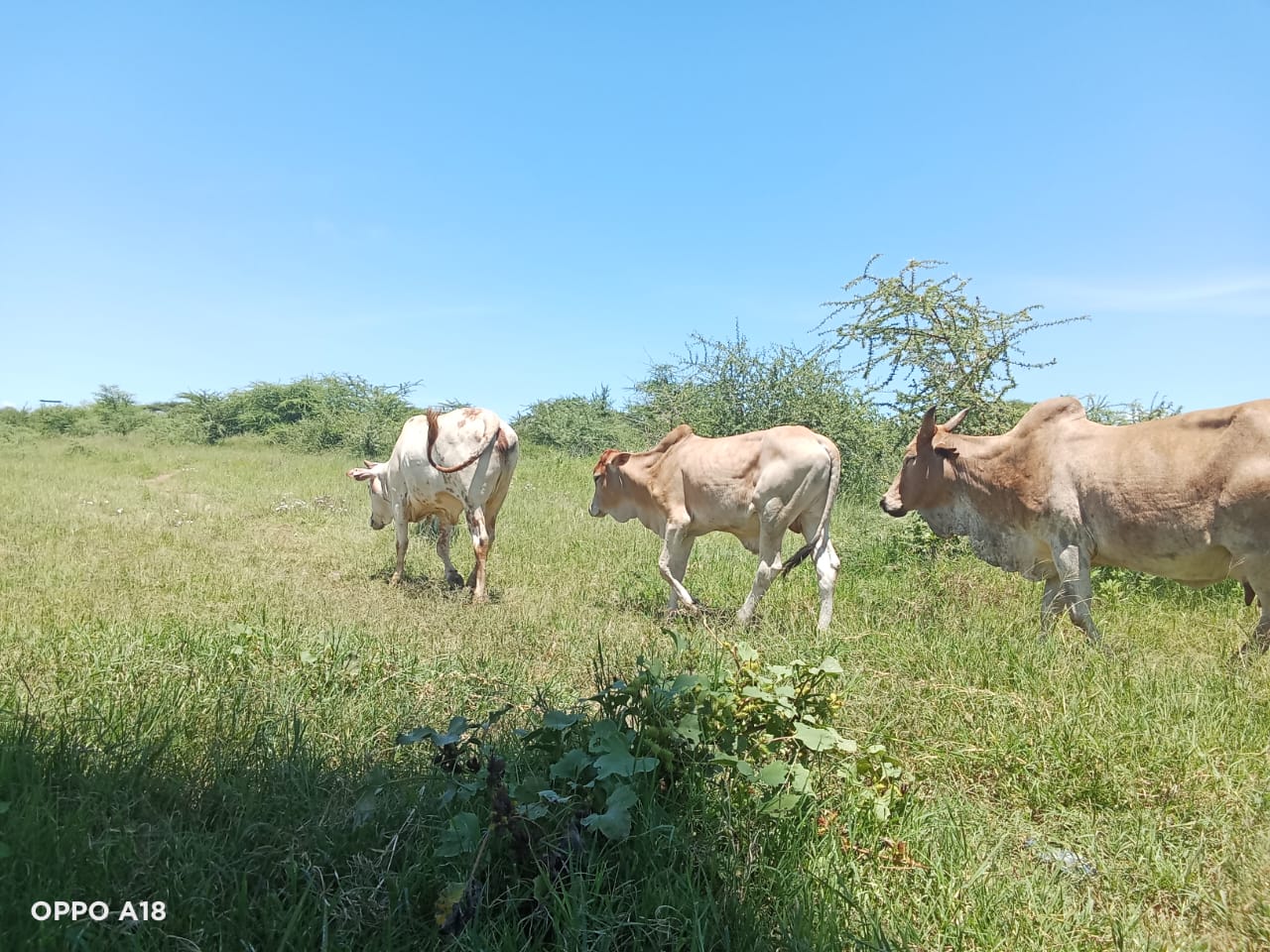 Calves roaming the Farm.